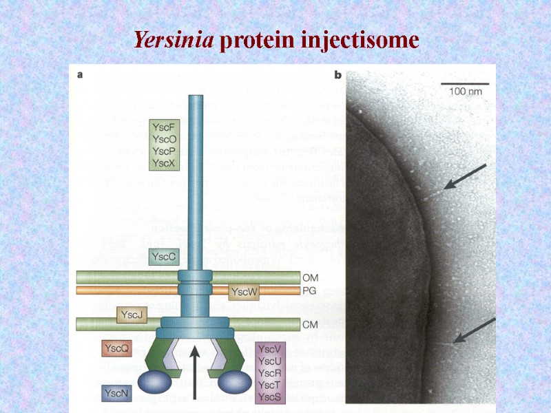 Yersinia protein injectisome